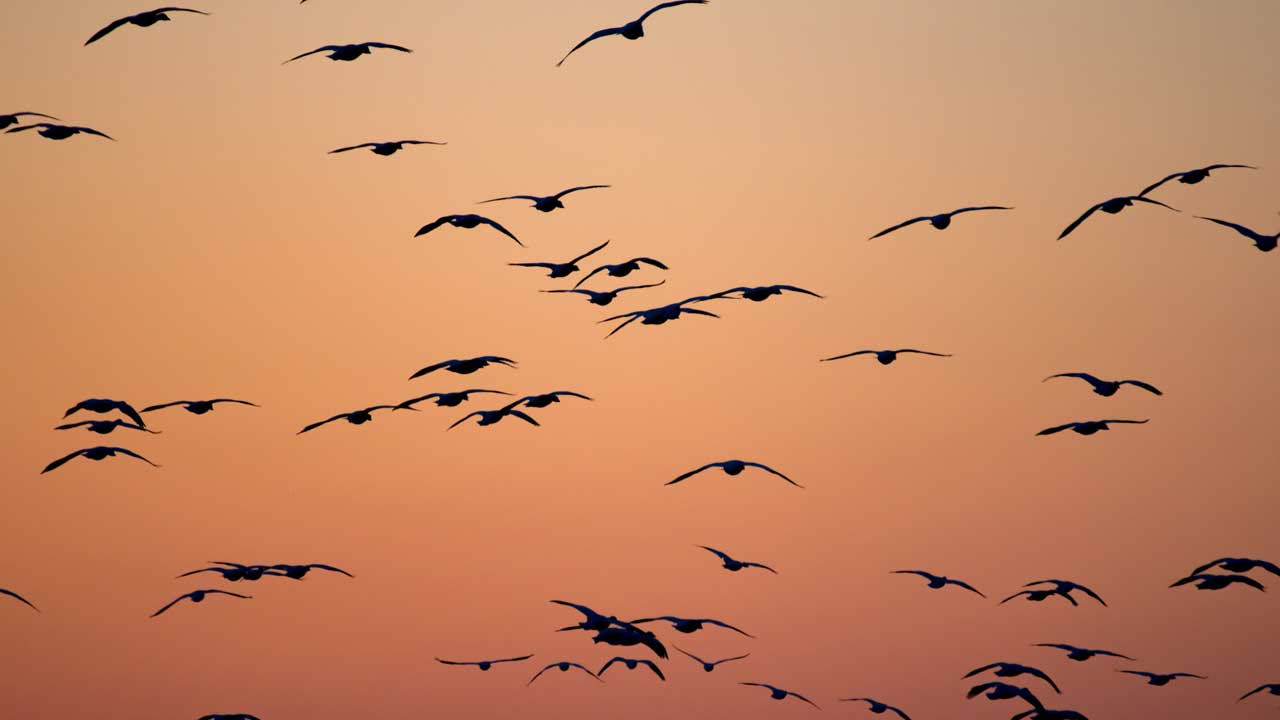 how to stop birds hitting windows