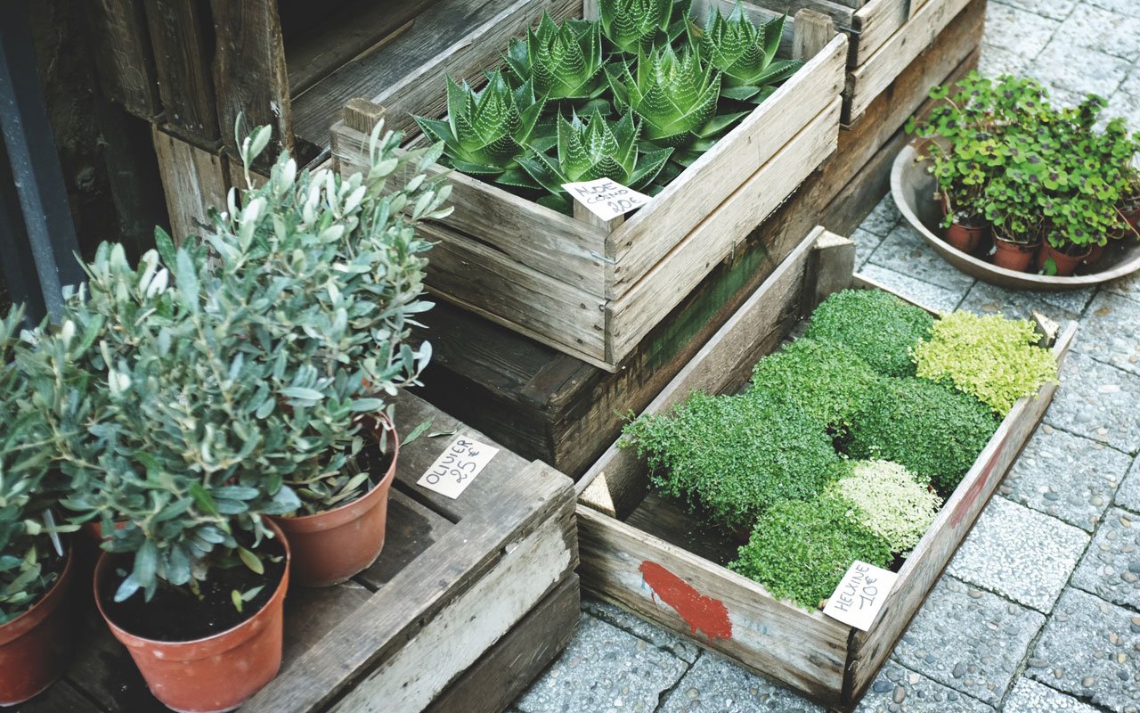 Develop-a-low-maintenance-yard