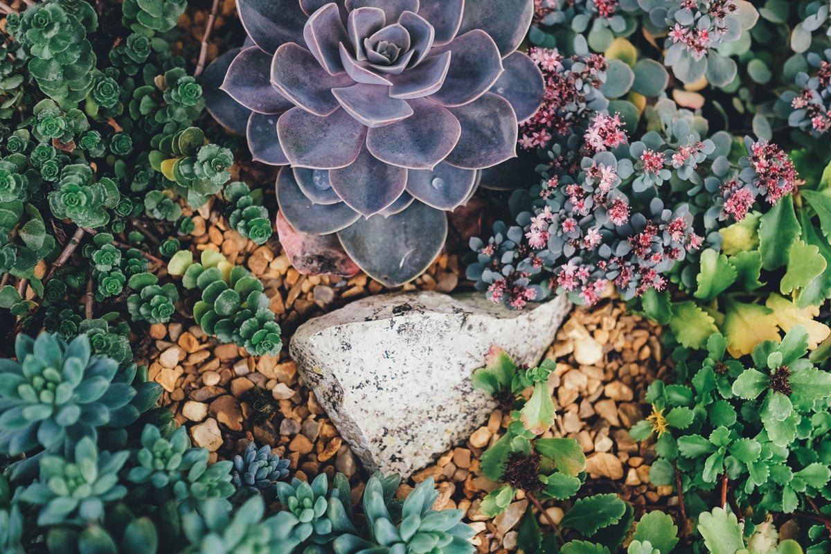 Maintain landscape around office