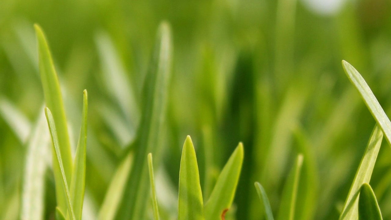 artificial-turf-burning